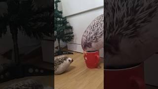 о нет хренобус съел г###о #блоптоп #блоптоп #funny #tiktok #мем #шортс #memes #миша #юмор