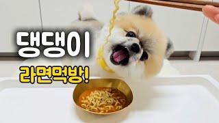 강아지에게 라면을 주었더니!  (면치기에 국물까지ㅋㅋ)