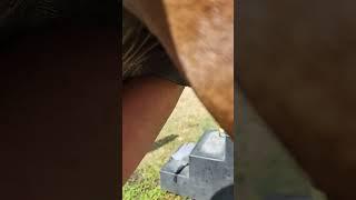 Removing a large horse bean while sheath cleaning a horse