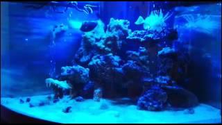 Acquario Marino con pesce Palla e Murena