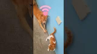 Funny dog he is in love with the cat #funny #shorts #shortsvideo