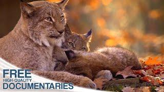 The Lynx - Spectacular Wildlife and a rare Hunter in the Bohemian Forest