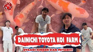 SPECIAL PARENT MIYABI AND KINSEN | VISIT FARM DAINICHI TOYOTA KOI FARM