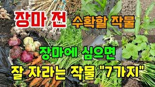 장마에 심어도 잘자라는 추천 작물"7가지" 장마전 꼭 수확해야할 작물 #장마철심는작물 #6월에심는작물