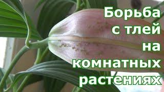 Как без химии бороться с тлей на комнатных растениях. Несколько способов избавиться от вредителей