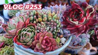 SUCCULENT SEEDS That are EASY To GROW | VLOG #253 - Growing Succulents with LizK