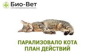 Парализовало Кота  - План действий // Сеть Ветклиник БИО-ВЕТ