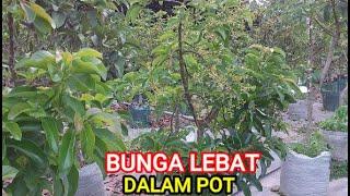 YOU MUST KNOW WHAT MAKES TABULAMPOT FRUITFUL ALL YEAR