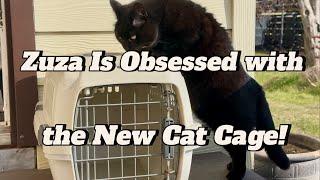 Zuza’s New Obsession – What’s So Special About This Cage?