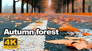 Autumn walk through the forest Russia Video 4K 60fps