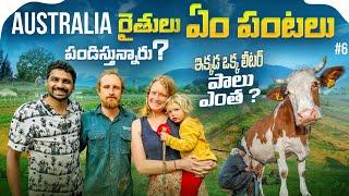 Daily Life Village Farming In Australia  | Uma Telugu Traveller