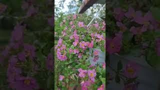 БАКОПА из семян От АГРОХОЛДИНГ ПОИСК #бакопа #цветы #дача #сад #flowers #garden