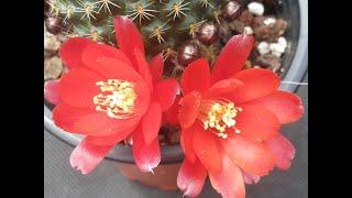 Spotlight: Rebutia | My small collection of rebutia and sulcorebutia | Cactus information