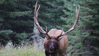 Big Bull Elk Stops Traffic & Hangs Out Behind Camper