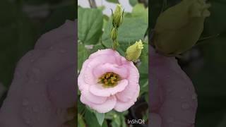 lisianthus flowers 