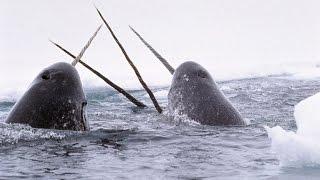 Narvals & Belugas : animaux étranges de l'Arctique - ZAPPING SAUVAGE