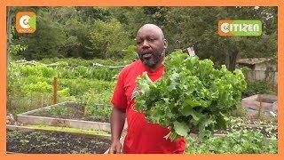 | SMART FARM | Kenyan farming vegetables in the USA