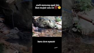 PERTAMA KALI LIAT IKAN NILA LANGSUNG MAKAN UMPAN 