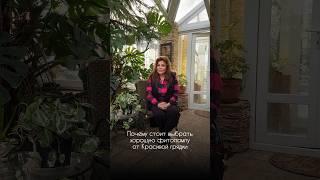 Почему стоит выбрать фитолампы от Красивой грядки #фитолампа #дачасадогород #садоводничество