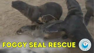 Foggy Seal Rescue