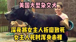 美國大型雜交犬，深夜將女主人折磨致死，女主人死時渾身赤裸  | wayne調查 | 情感 | 情感故事 | 家庭倫理 |婚姻 #大案紀實 #刑事案件 #案件解說