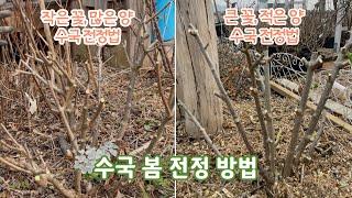 수국 봄 전정 두 가지 방법!️ | 내가 원하는 방법대로 잘라요~