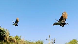 Peacock Flying 