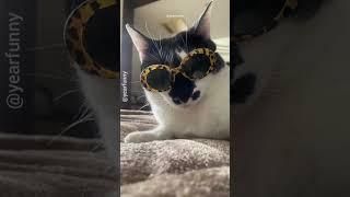 #funny #funnyshorts #funnymemes #memes #cat #pets #cute #fyp#PP