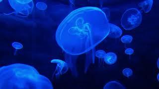 Schermo blu , mare meduse . Ottimo come sfondo notturno per illuminare. Buon riposo. no suoni!