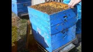 Продаются пчелосемьи карпатки Харьковская обл 0506379650