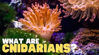 What Are Cnidarians? | Learn all about the phylum of jellyfish, coral reefs, sea anemones, and more!