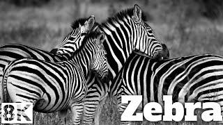 Zebra - 4K Nature Relaxation - Blue Planet - Scenic Wildlife Film - Zebra 4K Walking