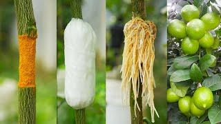 Best method of propagation lemon tree by air layering with tissue paper