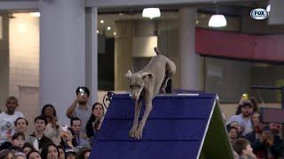 Sterling the Weimaraner wins the 24" class in the Masters Agility Championship | Westminster