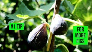 My #1 Tip for Fig Trees