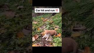 Funny animal videos I found on Instagram and Tiktok #shorts #funnyanimals #cat #funnypets #funny