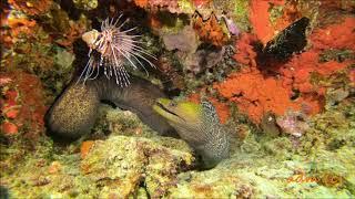 two moray eels, a lion fish and two shrimp cleaners