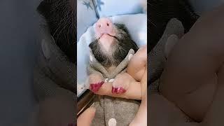 Ultimate Guide to Styling Your Pet Pig's Nails! 