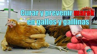 curar y prevenir enfermedad marek gallos y gallinas #marek #gallos #enfermedadmarek