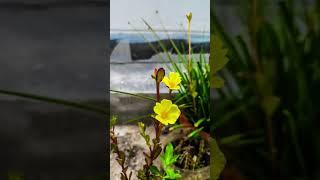 mosrose flower #viral #flowers #flower #foryou #shortvideo #shortsfeed #shorts #short #youtubeshorts