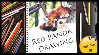 How to Draw a REALISTIC RED PANDA Timelapse!