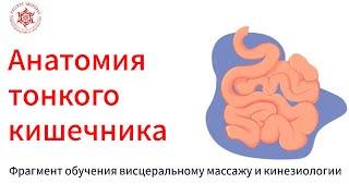 Анатомия тонкого кишечника.  Фрагмент обучения висцеральному массажу и кинезиологии