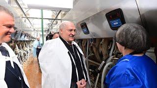Лукашенко: "У меня был случай - корова за день давала 45 литров молока - 4 с половиной ведра!!!"