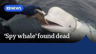 Russian 'spy whale' Hvaldimir found dead near Norway | The World