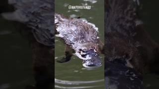 The Enigmatic Platypus |Unraveling the Mysteries of Australia's Unique Mammal