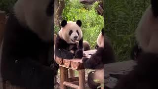 好奇到底是什么给孩子惊讶成这样哈哈哈 #panda #pandachina #cutepandas #giantpanda #cuteanimals