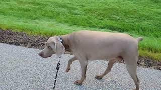 Why is Holder The Weimaraner so fat??? Holder The Boulder 6/8/22