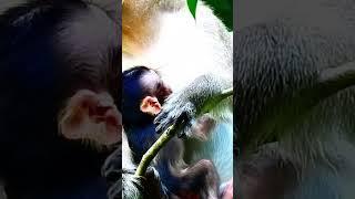 #awesome a little baby monkey  to drink milk #shortvideo