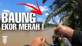 BAUNG EKOR MERAH SAIZ BESAR SUNGAI SELANGOR