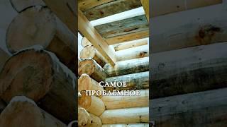 ИЗ ЭТОГО ДЕРЕВА НЕЛЬЗЯ СТРОИТЬ СРУБ! #сруб #деревянныйдом #домизбревна
